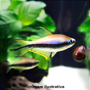 Tetra Imperador (Nematobrycon palmeri)