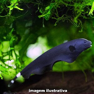 Ituí Cavalo Méd - 10 a 20 cm (Apteronotus albifrons)