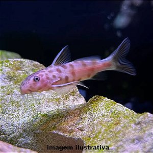 Petricola Gold - 3 a 6 cm (Synodontis petricola)