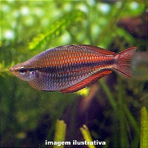 Arco-Íris Trifasciata (Melanotaenia trifasciata)