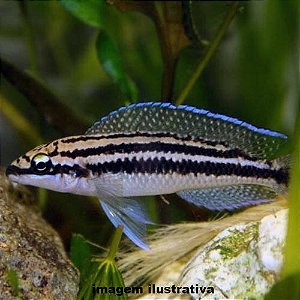 Julidocromis Dickfeldi (Julidochromis dickfeldi)