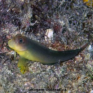 Blênio Macaco (Ophioblennius trinitatis)