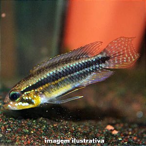 Apistograma Paucisquamis (Apistogramma paucisquamis)