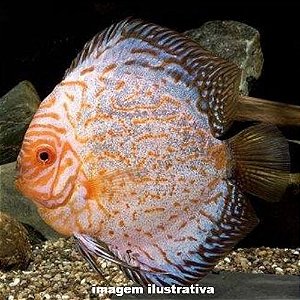 Acará Disco Blue Pigeon Méd. - 5 a 10 cm (Symphysodon aequifasciatus)
