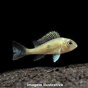 Acará Sveni Peq. - 4 a 6 cm (Geophagus sveni)