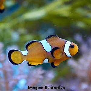 Palhaço Misbar (Amphiprion ocellaris)
