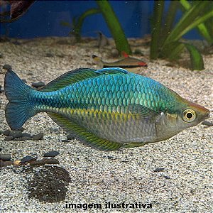 Arco-Íris Azul do Lago Kutubu (Melanotaenia lacustris)