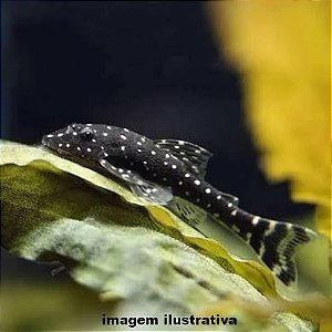 Limpa Vidro Pingo de Ouro (Parotocinclus haroldoi)