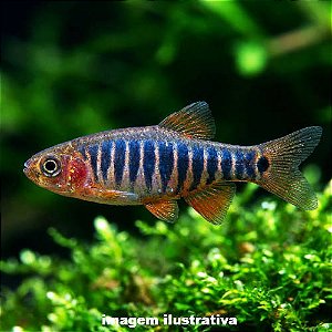 Rásbora Esmeralda (Danio erythromicron)