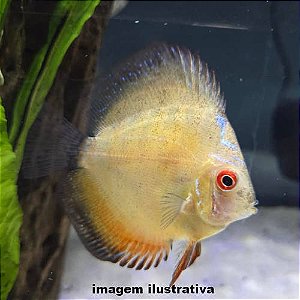 Acará Disco Pigeon Panda Peq. - 3 a 4cm (Symphysodon aequifasciatus)