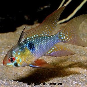 Ramirezi Véu (Mikrogeophagus ramirezi)