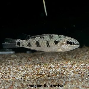 Xadrezinho Espada (Dicrossus maculatus)