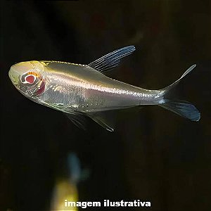 Neon Negro Albino (Hyphessobrycon herbertaxelrodi)