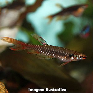 Copeina Arnoldi (Copella arnoldi)