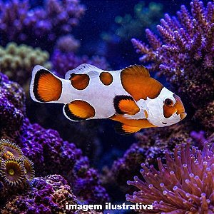 Palhaço Orange Storm (Amphiprion ocellaris)