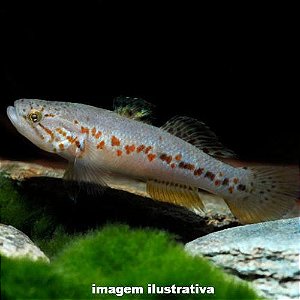 Goby Roxo Manchado do Sul (Morgurnda adspersa)