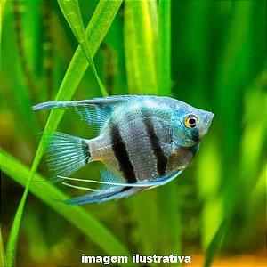 Acará Bandeira Zebra Azul Peq. - 2 a 4 cm (Pterophyllum scalare)
