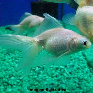 Kinguio Telescópio Branco Med. - 6 a 12 cm (Carassius auratus)