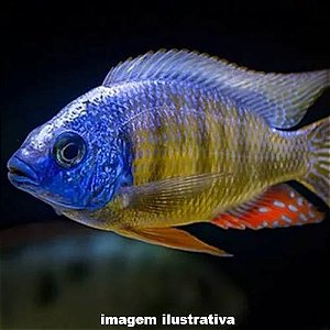 Taiwan Reef Méd. - 9 a 14 cm (Protomelas fenestratus "Taiwan Reef")