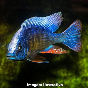 Taiwan Reef Méd. - 9 a 14 cm (Protomelas fenestratus "Taiwan Reef")