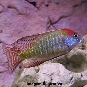 Letrinopis (Lethrinops sp. "Red Cap Itungi")