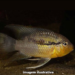 Acará Listrado (Bujurquina vittata)