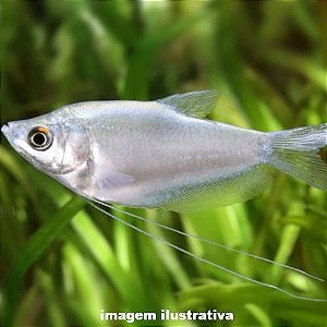 Tricogáster Prata (Trichopodus microlepis)