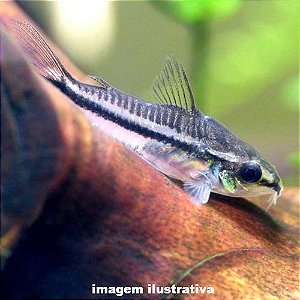 Coridora Pigmeu (Corydoras pygmaeus)