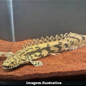 Polipterus Endricheri - 4 a 10 cm (Polypterus endlicherii)
