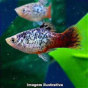 Plati Salt Pepper (Xiphophorus maculatus)