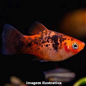 Plati Salt Pepper (Xiphophorus maculatus)
