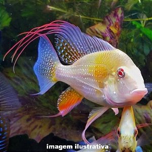 Acará Heckeli Albino Grd. - 13 a 20 cm (Acarichthys heckelii)