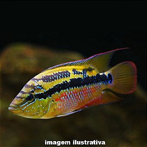 Salvini Peq. - 3 a 5 cm (Trichromis salvini)