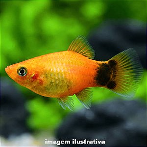 Plati Aurora Mickey (Xiphophorus maculatus)