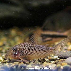 Coridora Bicuda (Corydoras cervinus)