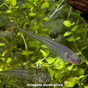 Ituí Transparente Peq. - 5 a 12 cm (Eigenmannia virescens)