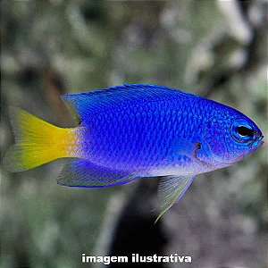 Donzela Blue Neon Similar (Pomacentrus similis)