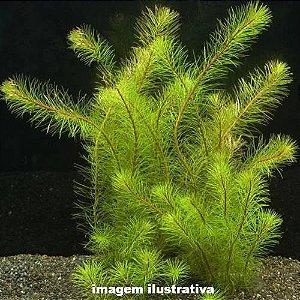 Rotala mexicana "Bangladesh"