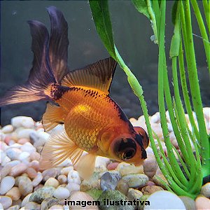 Kinguio Telescópio Red Black Med. - 6 a 12 cm (Carassius auratus)