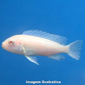 Labeotrofeus trevasae Albino (Labeotropheus trewavasae)