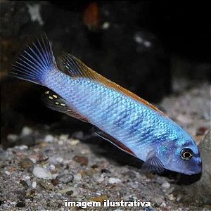 Labeotrofeus trevasae "Red Top" (Labeotropheus trewavasae)