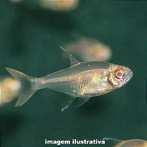 Tetra Foguinho Albino (Hyphessobrycon amandae)