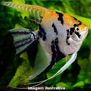 Acará Bandeira Palhaço Peq. - 2 a 4 cm (Pterophyllum scalare)