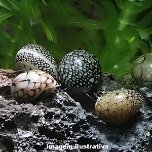 Caramujo Neritina (Neritina virginea)