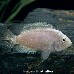 Acará Guatemala Branco (Amatitlania nigrofasciata)