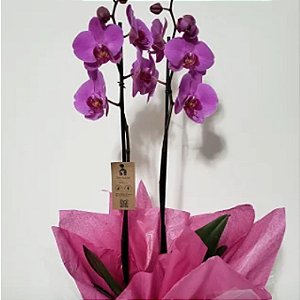 Orquídea para Presente