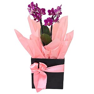 Mini orquídea