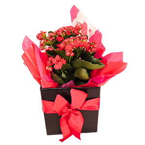 Kalanchoe para Presente