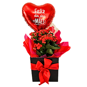 Kalanchoe para Presente com Balãozinho