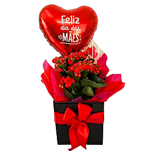 Kalanchoe Com Balão